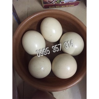 Trứng đà điểu Hải Dương