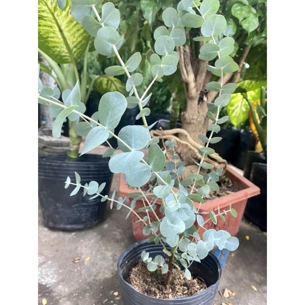 Cây Khuynh Diệp - Bạch Đàn - Dollar Silver, Cây Đôla bạc