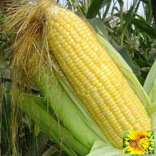 Hạt giống Bắp ngọt, Bắp Mỹ