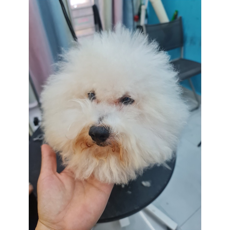 TẨY Ố LÔNG CHO CHÓ MÈO