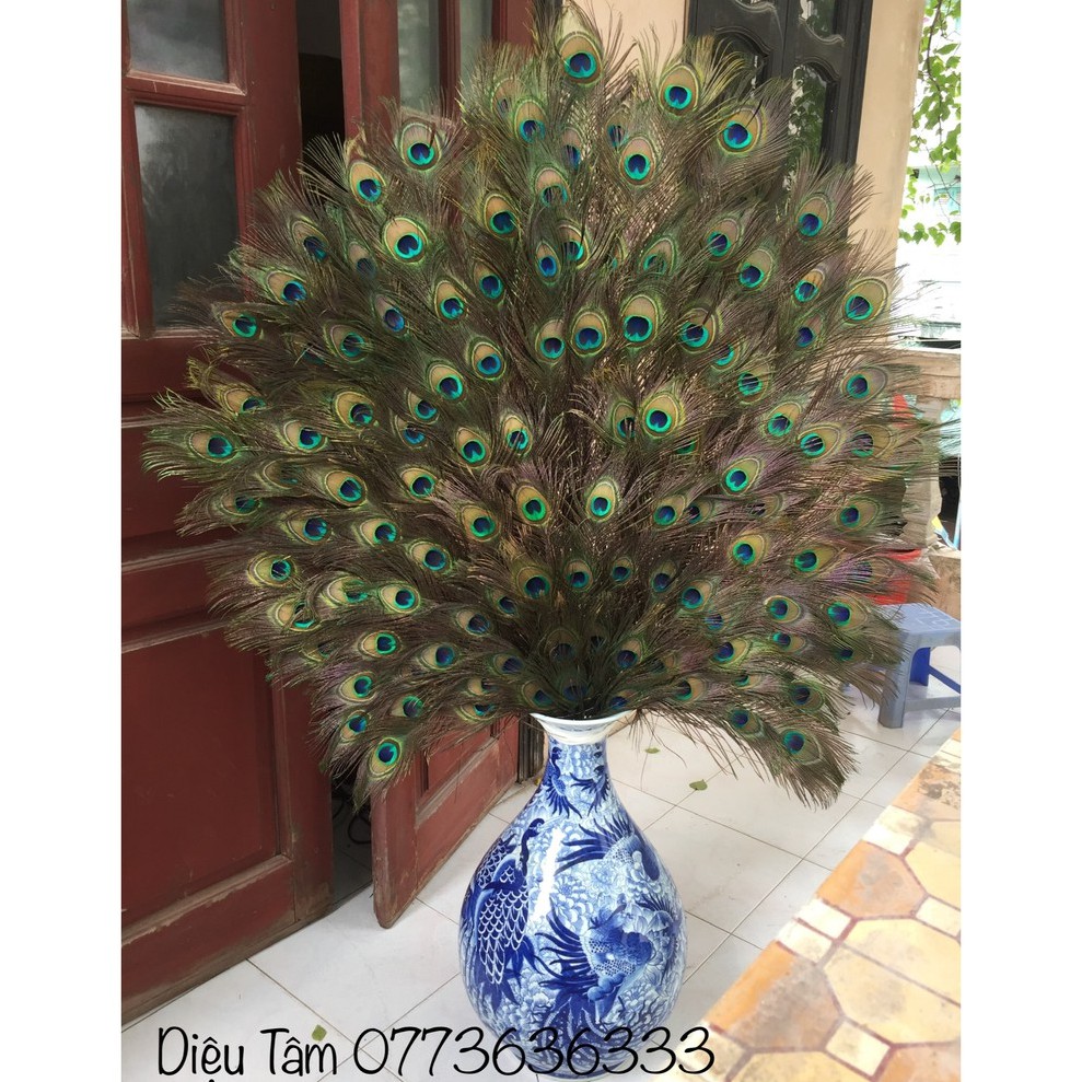 Lông công dài từ 25 đến 120cm loại ĐẸP nguyên vẹn, tự nhiên 100% phong thủy tài lộc