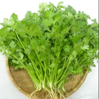 Hạt giống rau mùi