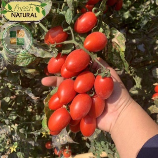 Hạt giống cà chua cherry đỏ chịu nhiệt