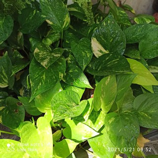 Cây trầu bà . Cây vạn niên thanh