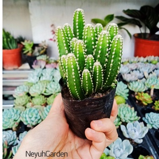 Xương rồng thanh sơn cây to khỏe 7-10cm - NeyuhGarden