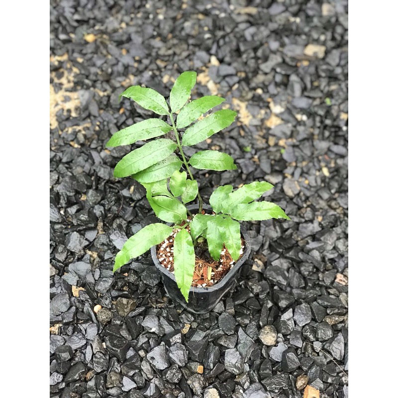 Dương Xỉ Nữ Hoàng