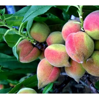 CHẬU CÂY ĐÀO ĂN QUẢ SIÊU NGỌT,SIÊU QUẢ-DÒNG QUẢ SƠM CAM KẾT GIỐNG CHUẨN F1