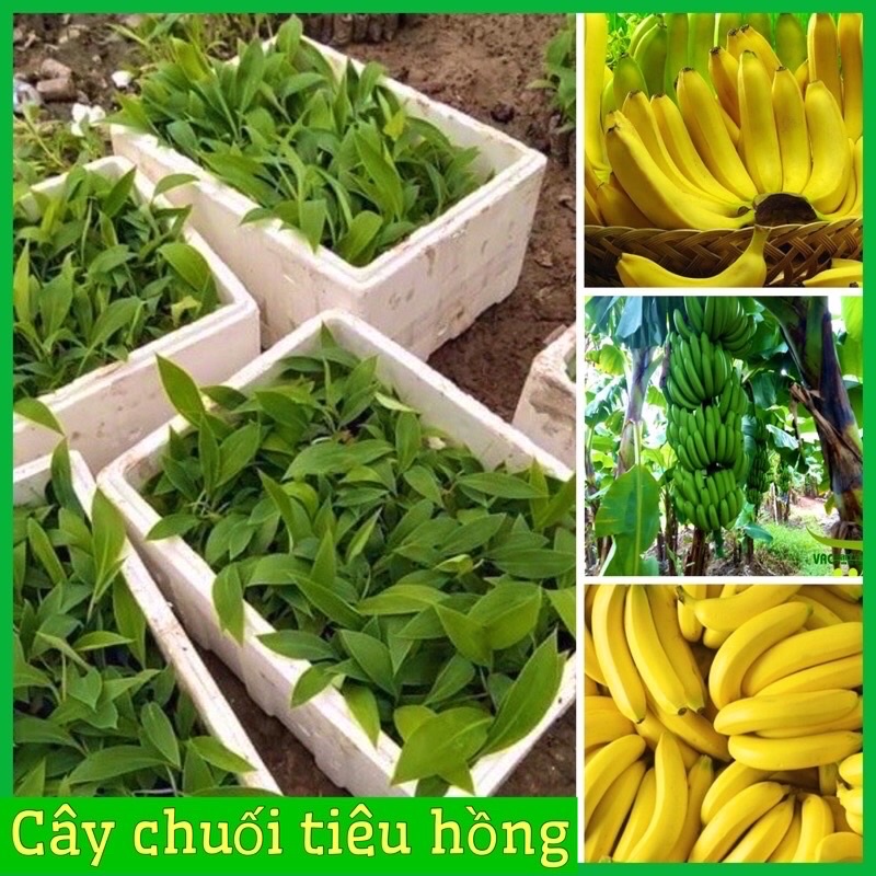 Combo 10 cây chuối tiêu hồng cấy mô