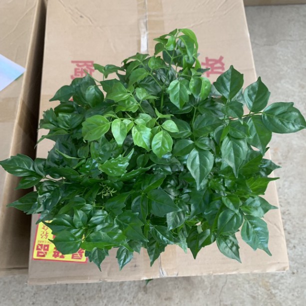 Cây hạnh phúc để bàn cao 25-30cm nhiều cành lá xum xuê và xanh tươi quanh năm, thích hợp trang trí nội thất