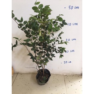 Nho thân gỗ tứ quý f1