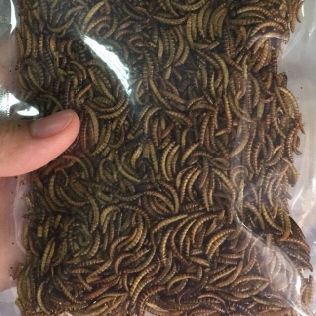 Sâu sấy khô 25gam không gia vị cho nhím kiểng, hamster