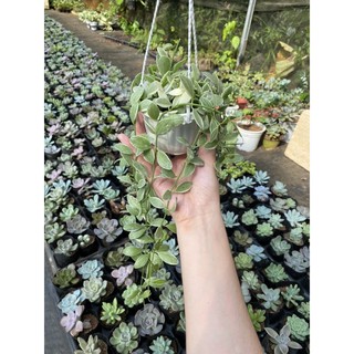 Chậu treo hạt dưa