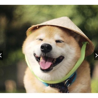 Nón Lá Việt Nam cho thú cưng chó mèo
