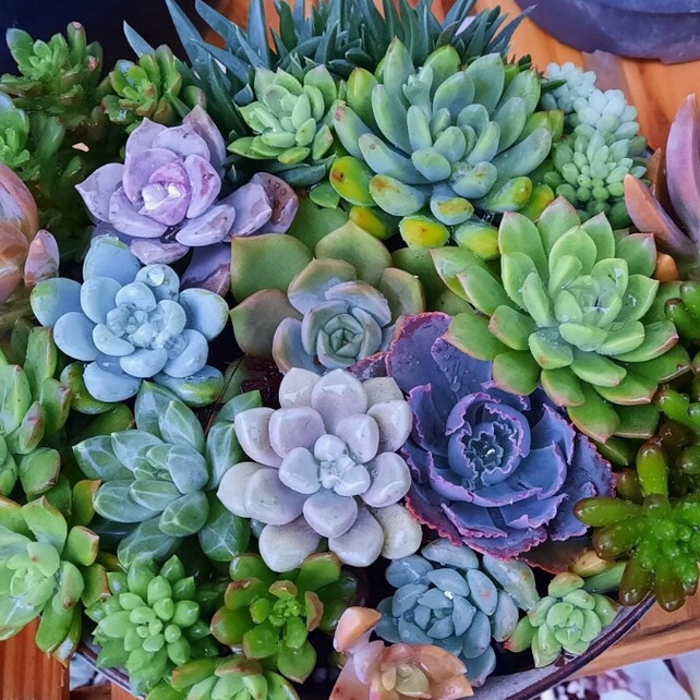 Sen đá mini, Combo cây sen đá mini LAFA GARDEN kích thước 2-4cm, nhiều màu sắc