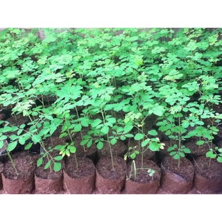 Hạt giống rau chùm ngây
