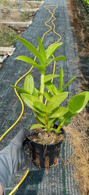 Denro nắng thỏ đỏ Kiên Giang