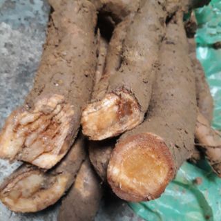 củ gai tươi 2.5kg