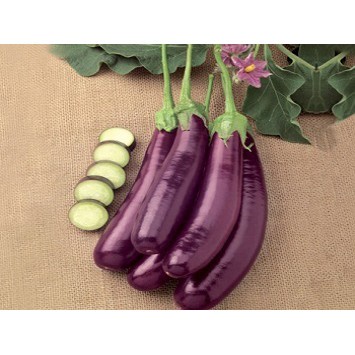 Hạt Giống Cà Tím Ruột Xanh F1 KNS357 - Gói 1gram