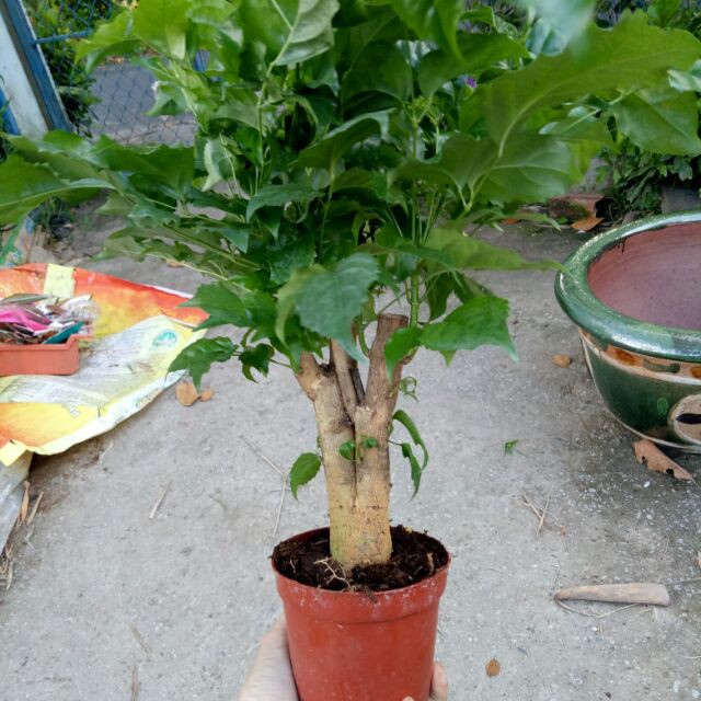 Cây hạnh phúc để bàn to bonsai