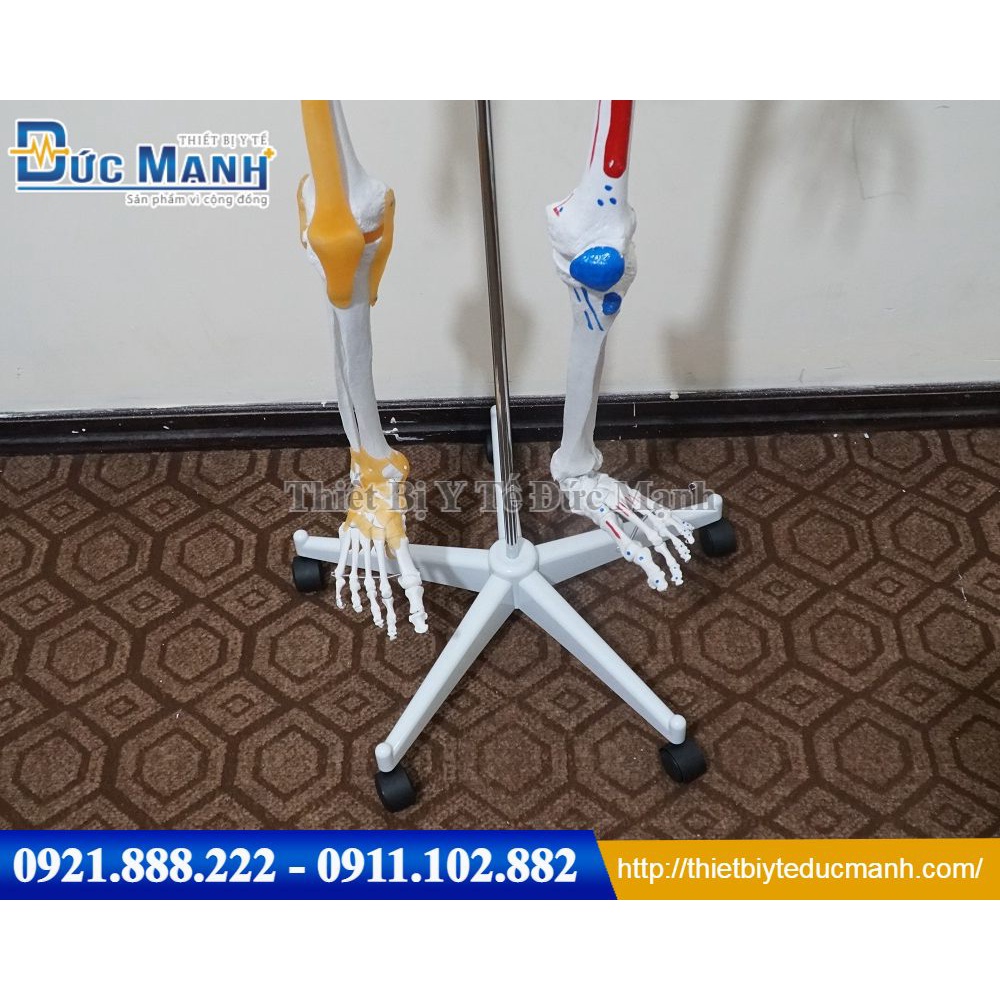 Mô hình xương người cao 170cm có rễ thần kinh và dây chằng quanh khớp