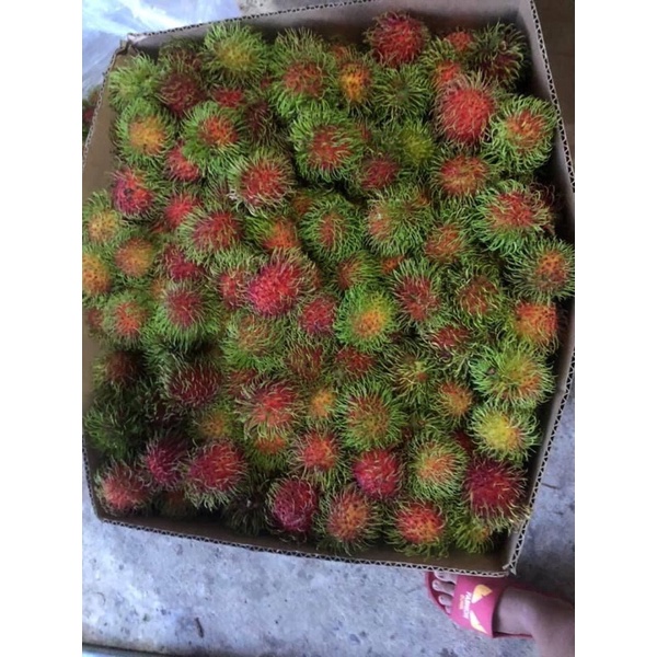 Chôm Chôm Thái Siêu Tươi Ngon Giao Tận Nơi