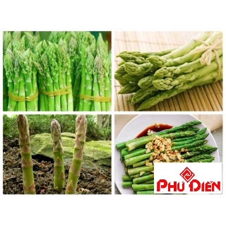 Gói 50 Hạt giống măng tây xanh  PHÚ ĐIỀN