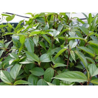 10g Hạt giống Rau Đay đỏ