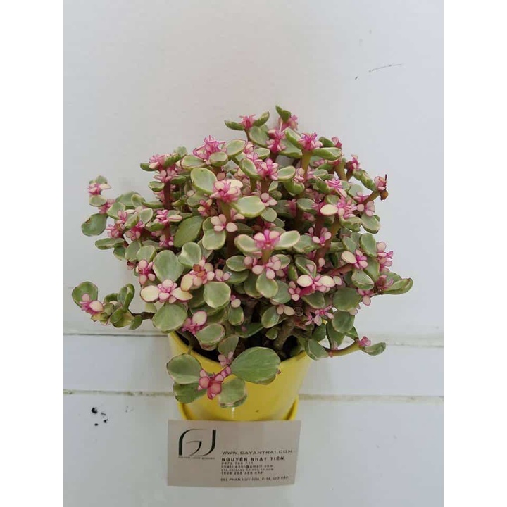 20 Hạt Giống Sen Đá Anh Đào Chịu Nhiệt Chịu Hạn Tốt  - Tặng kèm hạt hướng dương lùn + thuốc kích mầm rễ