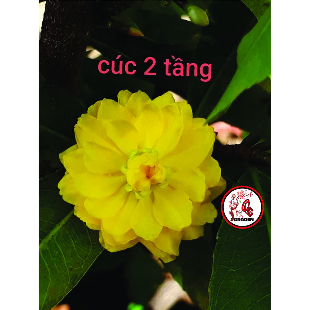Hoa cúc Mai 2 tầng_ cây ghép