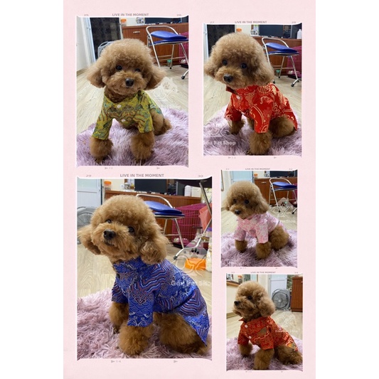 Áo dài vải gấm cao cấp cho cún miu 🐶🐱