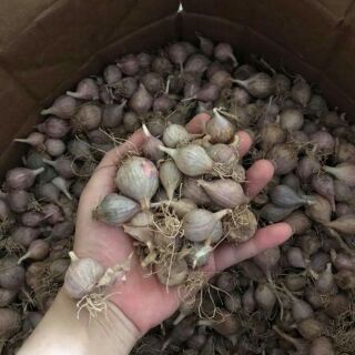 Tỏi cô đơn Điện Biên , Sơn La
