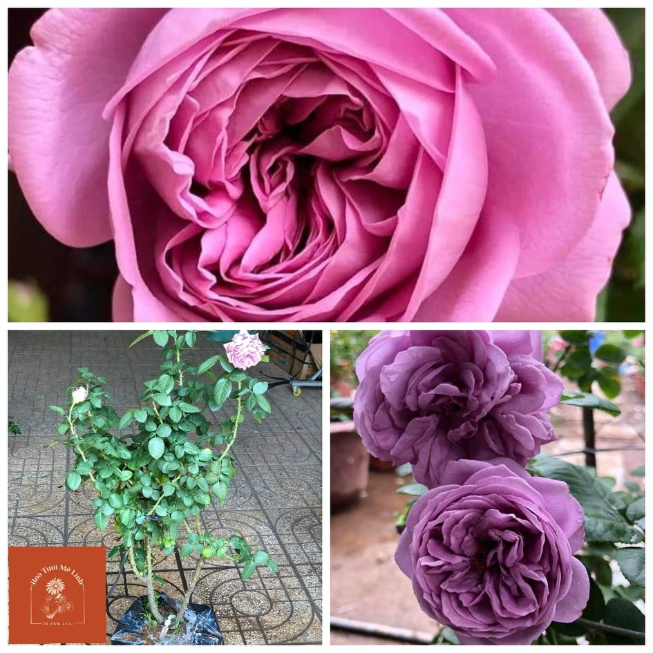 Hoa hồng ngoại tím Kinda Blue Rose-Vẻ đẹp tìm mộng mơ -Hoa Tươi Mê Linh