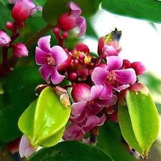 Hạt giống khế chua - 1 gói 5 hạt