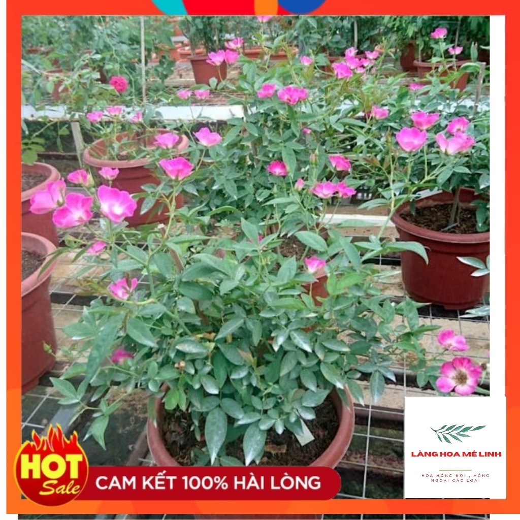 Hoa hồng Ngoại SANJIT ROSE [SIÊU HOT] - CÂY SUM XÊ NHIỀU NỤ