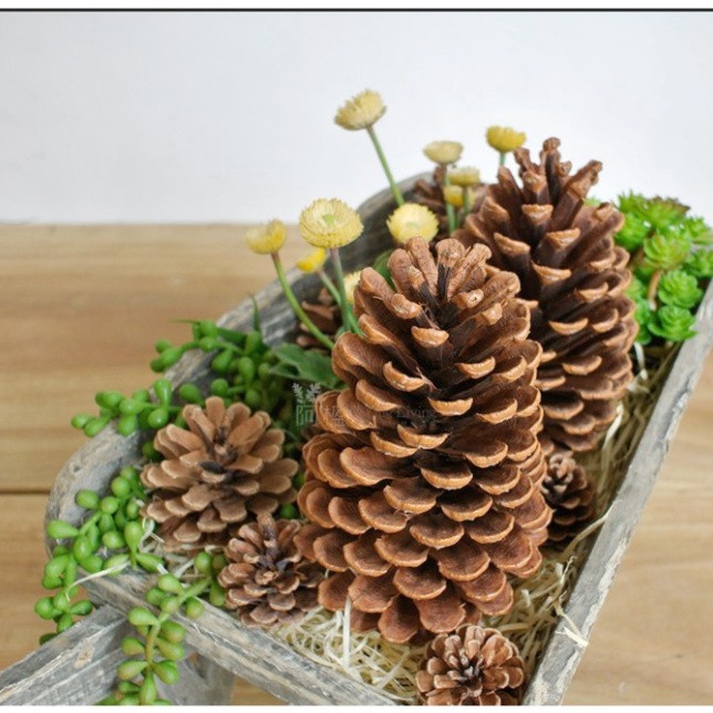 Set Hoa Qủa Khô, Trái thông khô tự nhiên, Lá khô trang trí chụp ảnh, làm handmade