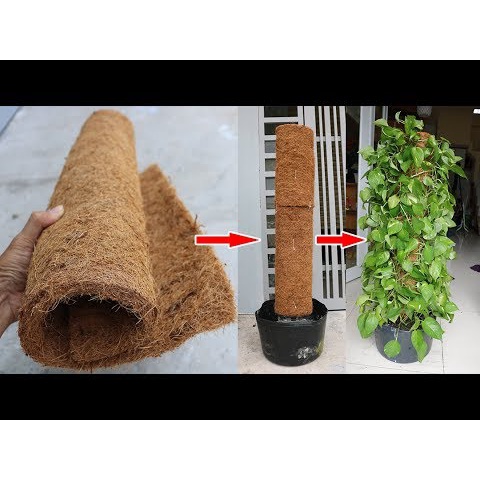 1m thảm xơ dừa chiều rộng 20cm dùng phủ mặt chậu cây, lót chậu, làm trụ trầu bà, lót chuồng thú cưng....