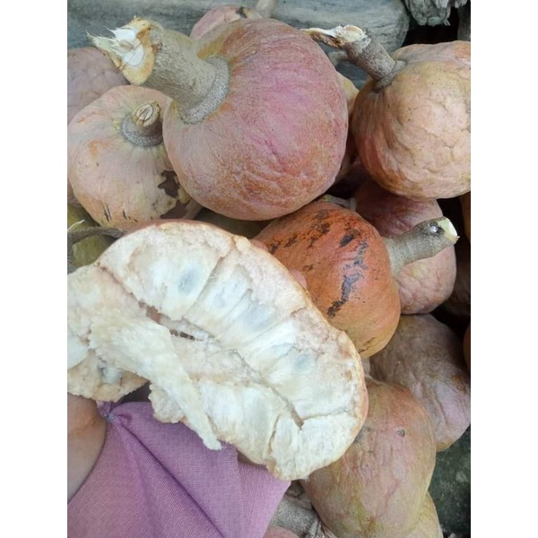 Giống Na Rừng Trái Đỏ