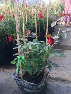 Hồng tezza đỏ