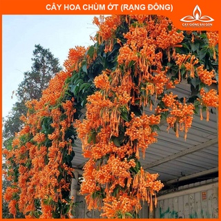 Combo 2 cây chùm ớt 40- 45cm hoa chùm màu cam, sai hoa