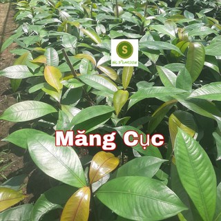 Cây Giống Măng Cục Thái Siêu Ngon