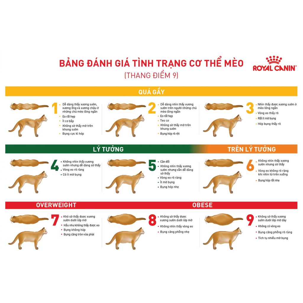 1.5kg Hạt Mèo tiểu đường DIABETIC Royal Canin Thức ăn hạt cho Mèo tiểu đường hỗ trợ kiểm soát dinh dưỡng
