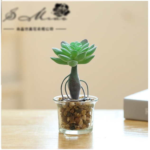 Chậu sen đá để bàn trang trí siêu xinh,decor không gian, gồm chậu thủy tinh + cây, cao 23cm
