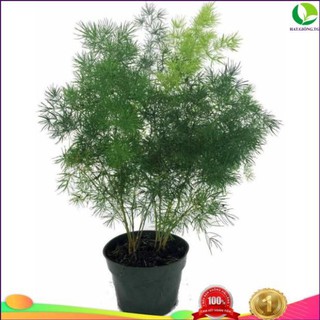 ( CHẤT LƯỢNG ) 5h Hạt Giống Cây Tùng Nho Ming Fern ( Asp006)