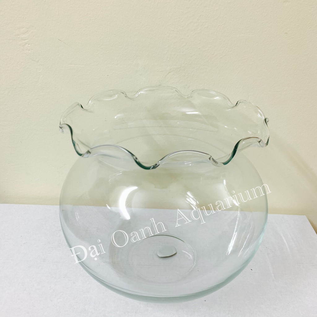 Bể Cá Thủy Tinh Tròn Tai Bèo - Bể Cá Để Bàn, Kích Thước Rộng Bụng 20cm x Cao 16cm( HB02)