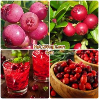 HAT GIONG QUẢ VIỆT QUẤT ĐỎ - Quả Làm Đẹp Tuyệt Vời, Giàu Dinh Dưỡng,