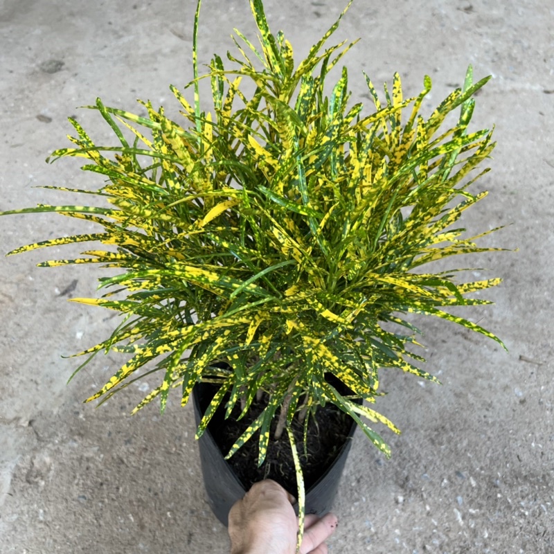 Cây cô tòng đuôi lươn cao 25-30cm, cây cảnh trang trang trí quán cà phê, ban công, sân vườn và ven tường