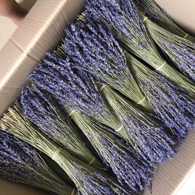 Combo hoa lavender
