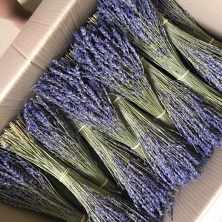 Combo hoa lavender