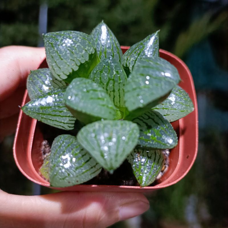 Sale 60%-Sen Đá Haworthia Gót Guốc Vân Xanh.