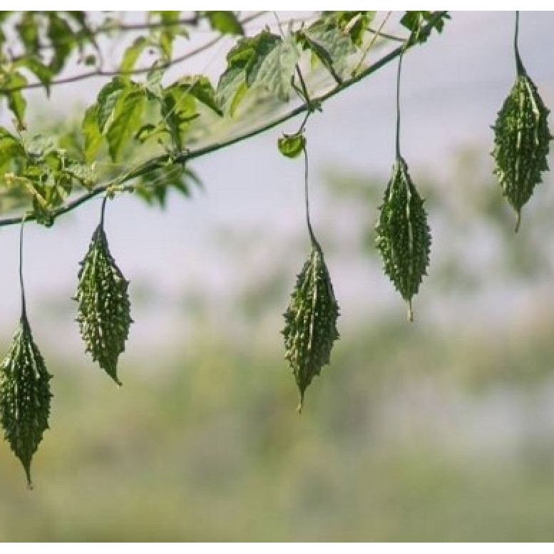 Hạt giống khổ qua rừng - 1 gói 10 hạt